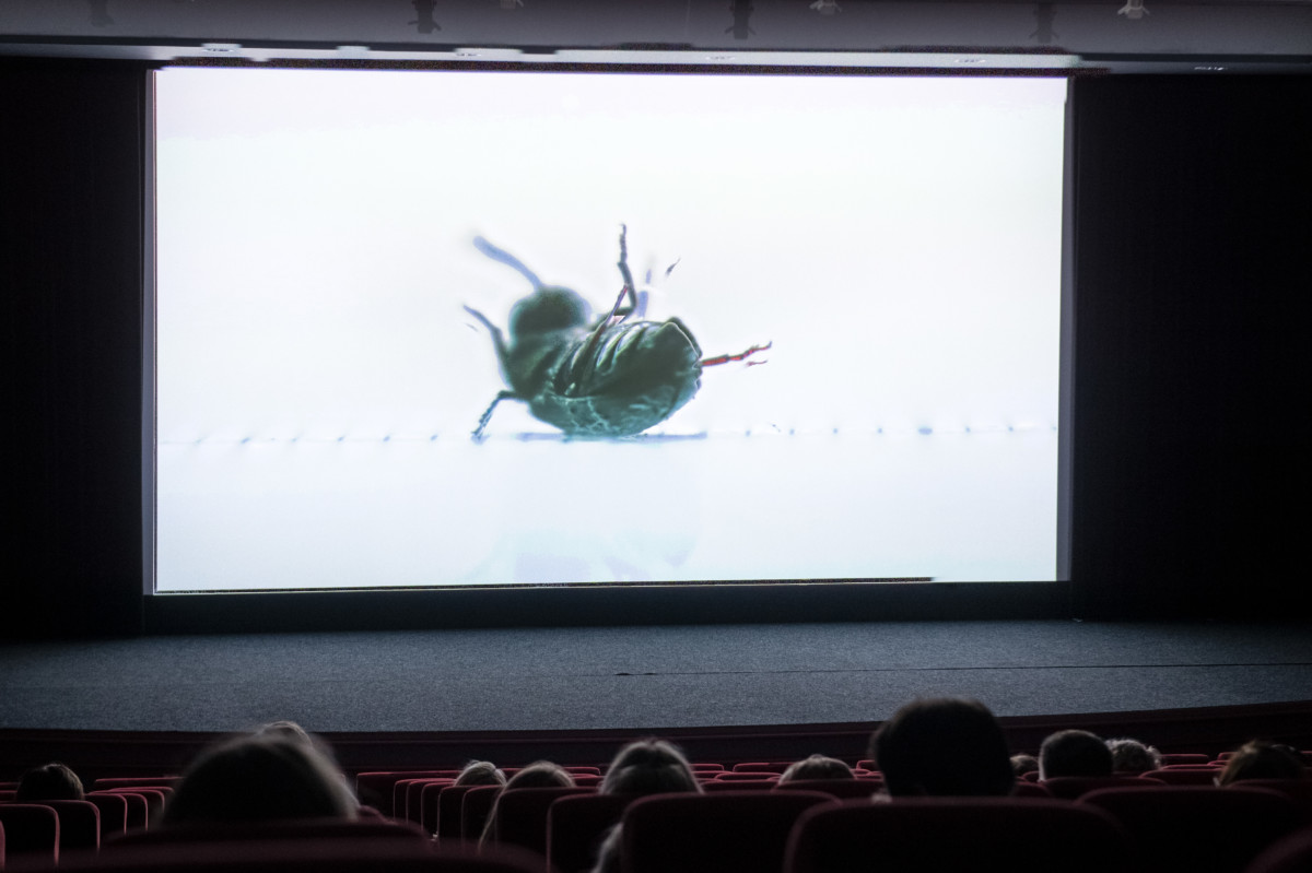 Kuvassa suuri elokuvakangas, jolla halavasepikkä on selällään valkoisessa ympäristössä. Kuvan etualalla näkyy elokuvateatterin penkkejä ja katsojien päitä takaa kuvattuna.