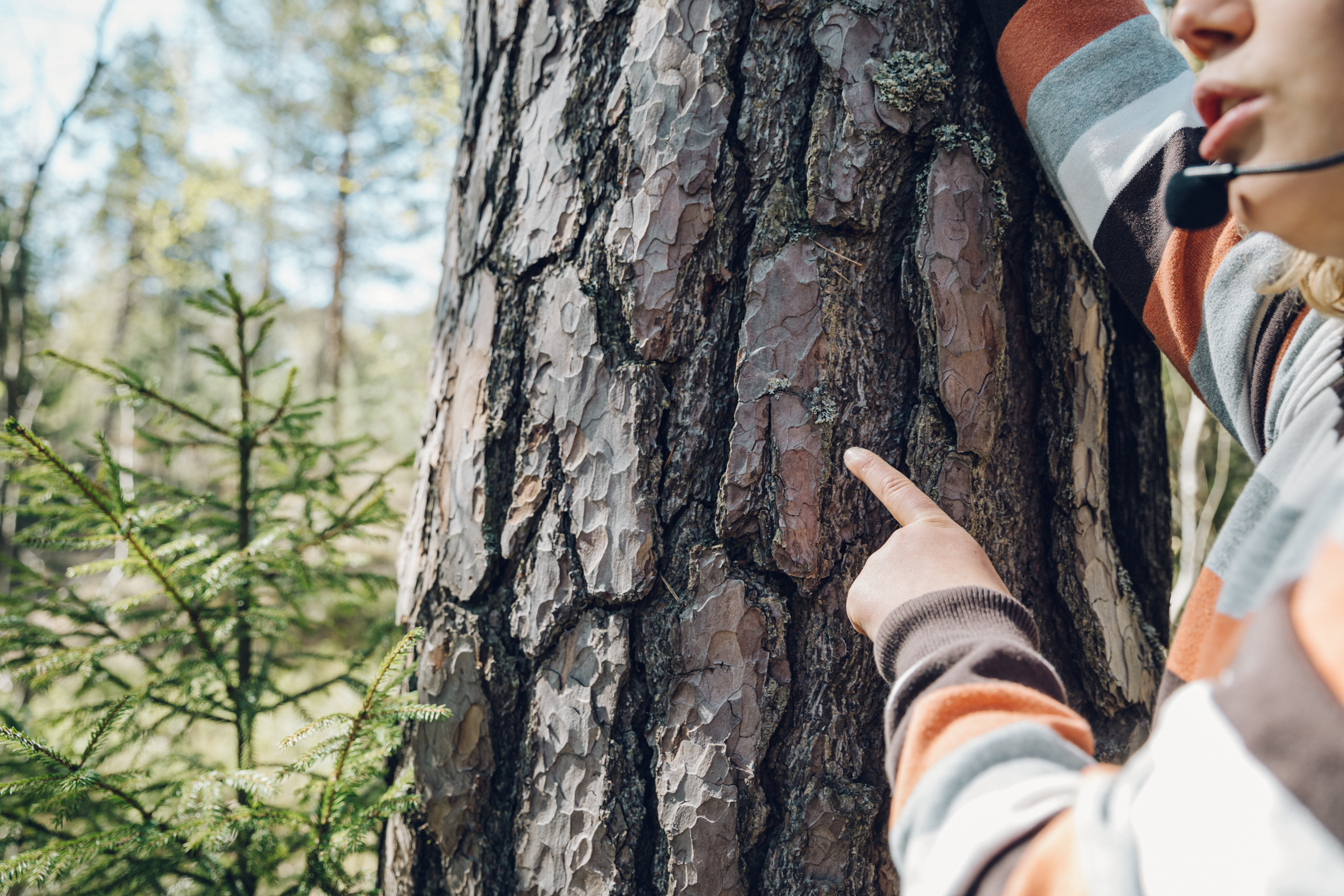 Person showing shield bark of an old pine in Stansvik forest.