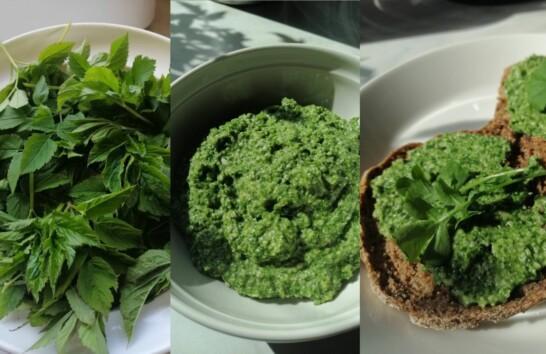 The picture is a collage of three images in which the first one has green leaves of goutweed, the second one has green pesto made of it and third on has the pesto on top of a slice of bread.