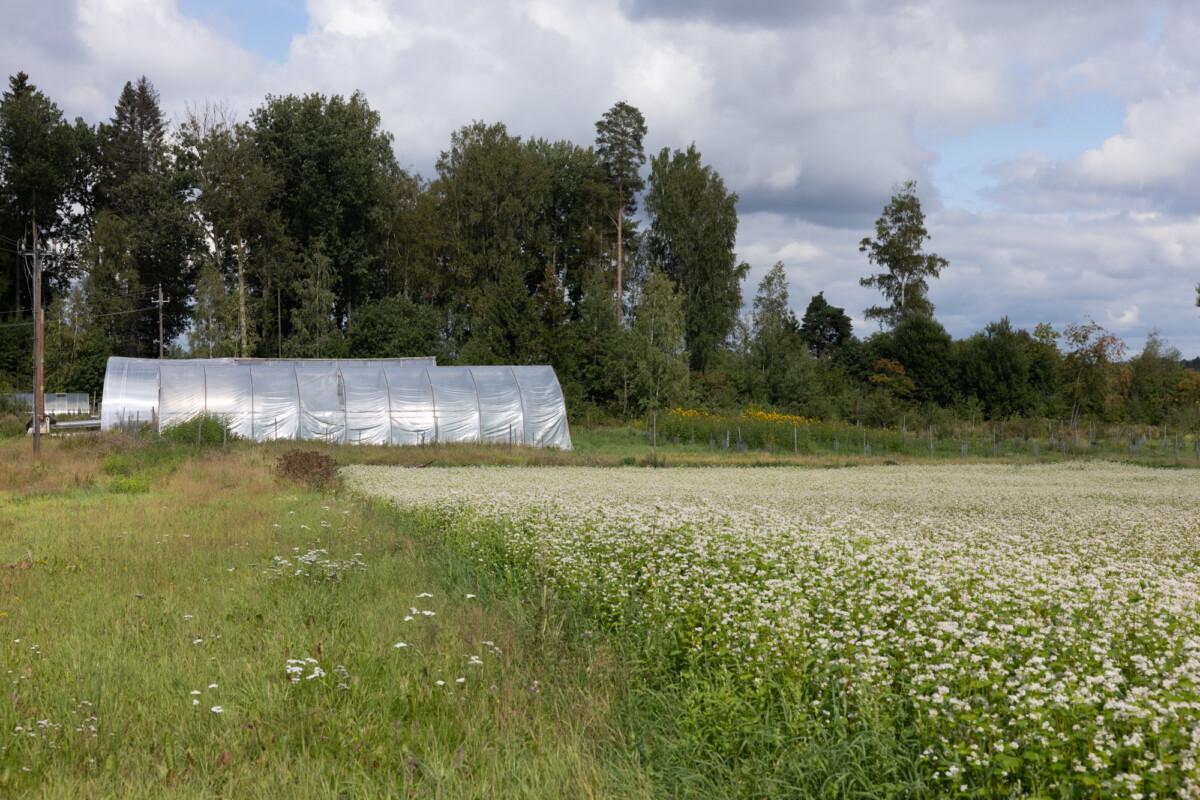 Image of a scenery with a blooming field in front and green house and forest at back.