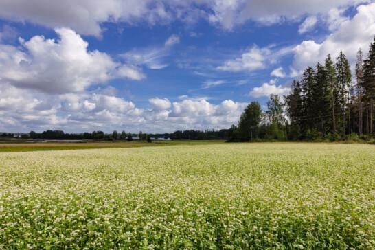 Kuvassa on elokuinen peltomaisema aurinkoisena päivänä. Etualalla on peltoa, joka kukkii valkoisena ja taka-alalla näkyy metsää. Taivas on sininen ja siellä on muutamia valkoisia kumpupilviä.